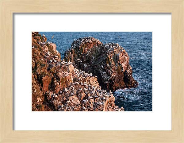 Sea Stack Colony With Nesting Gannets