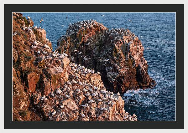 Sea Stack Colony With Nesting Gannets