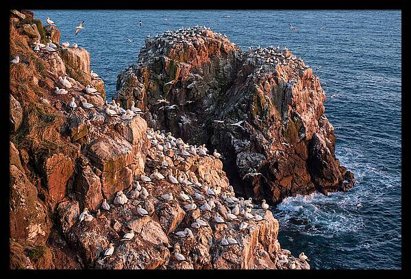 Sea Stack Colony With Nesting Gannets