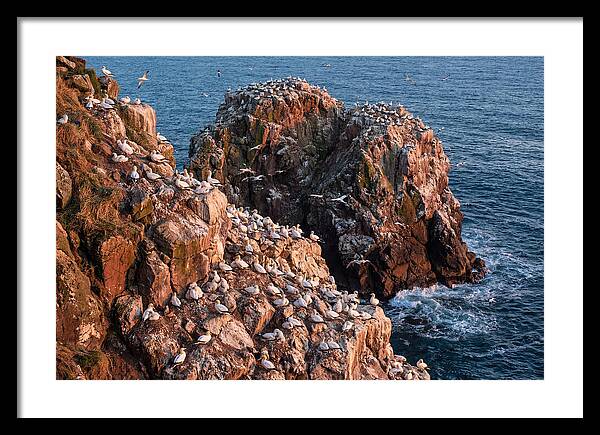 Sea Stack Colony With Nesting Gannets