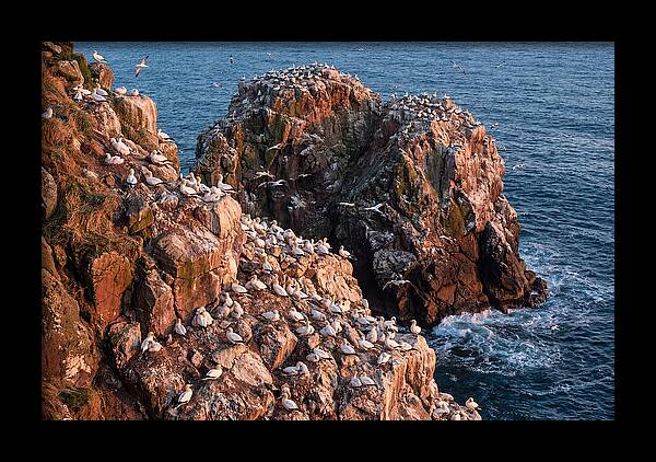 Sea Stack Colony With Nesting Gannets