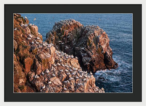 Sea Stack Colony With Nesting Gannets