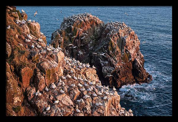 Sea Stack Colony With Nesting Gannets