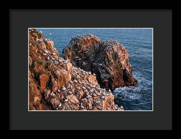 Sea Stack Colony With Nesting Gannets