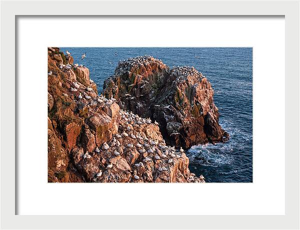 Sea Stack Colony With Nesting Gannets