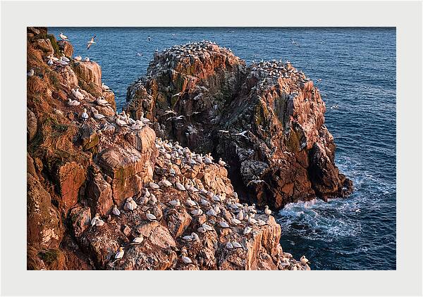 Sea Stack Colony With Nesting Gannets