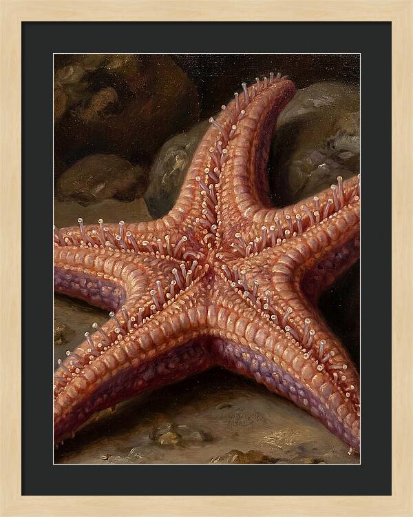 Sea Star Realism