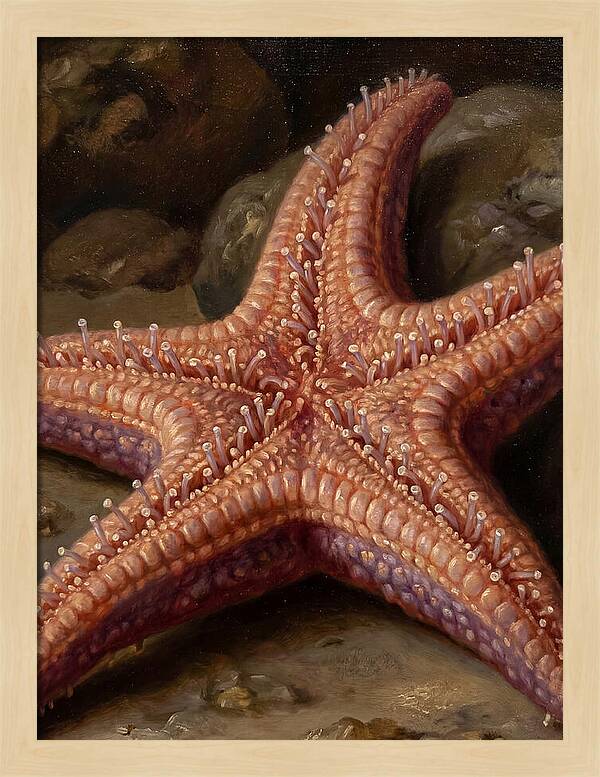 Sea Star Realism