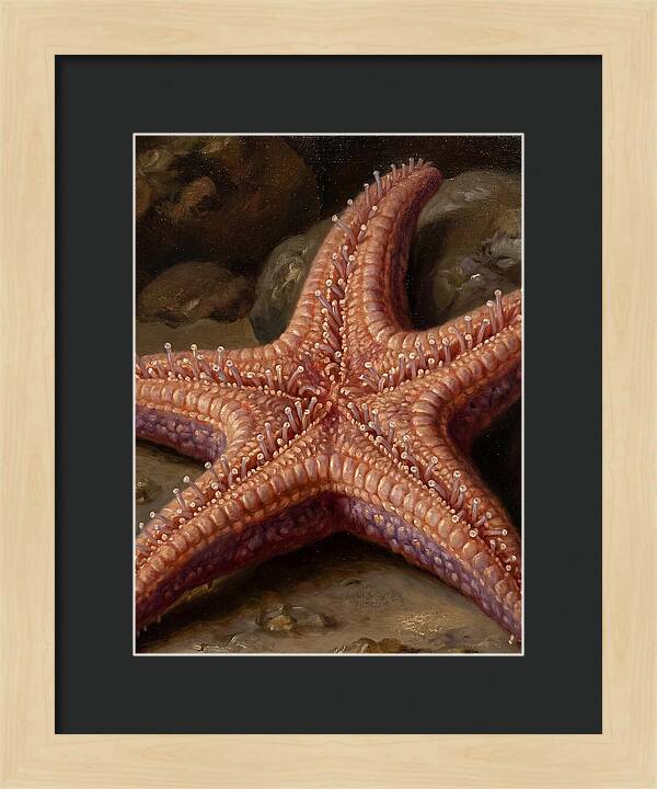 Sea Star Realism