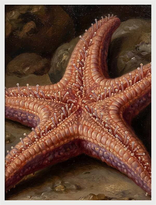 Sea Star Realism
