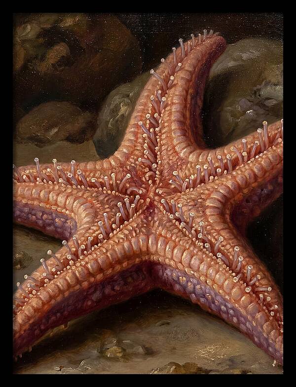 Sea Star Realism
