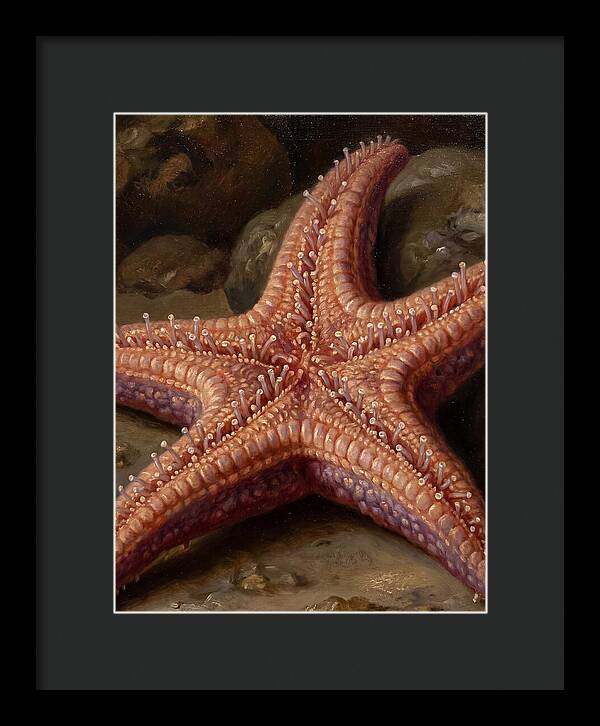 Sea Star Realism