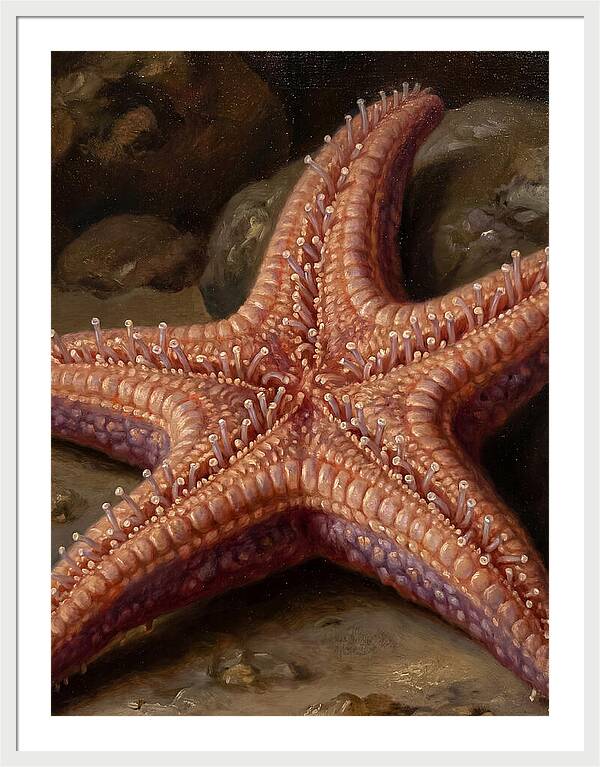 Sea Star Realism