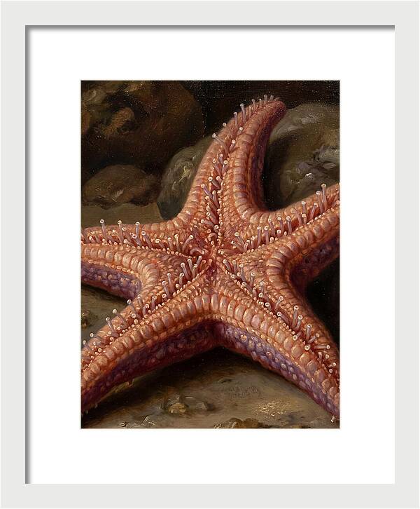 Sea Star Realism