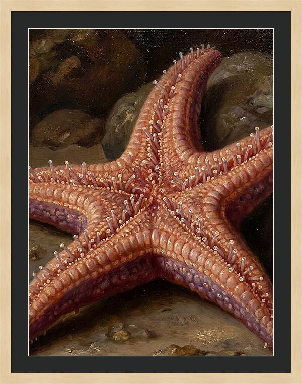 Sea Star Realism