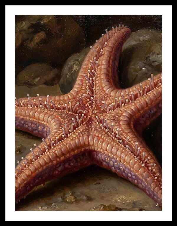Sea Star Realism