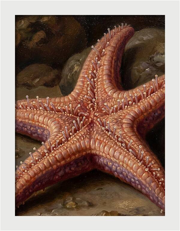 Sea Star Realism
