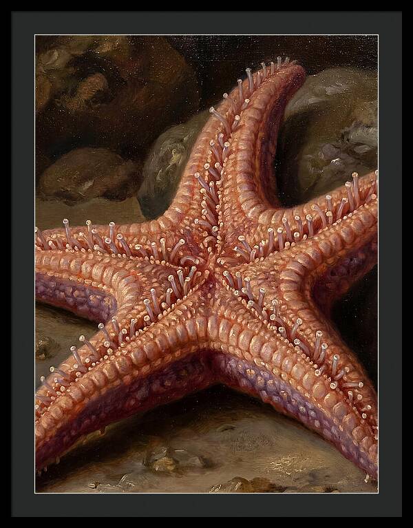 Sea Star Realism