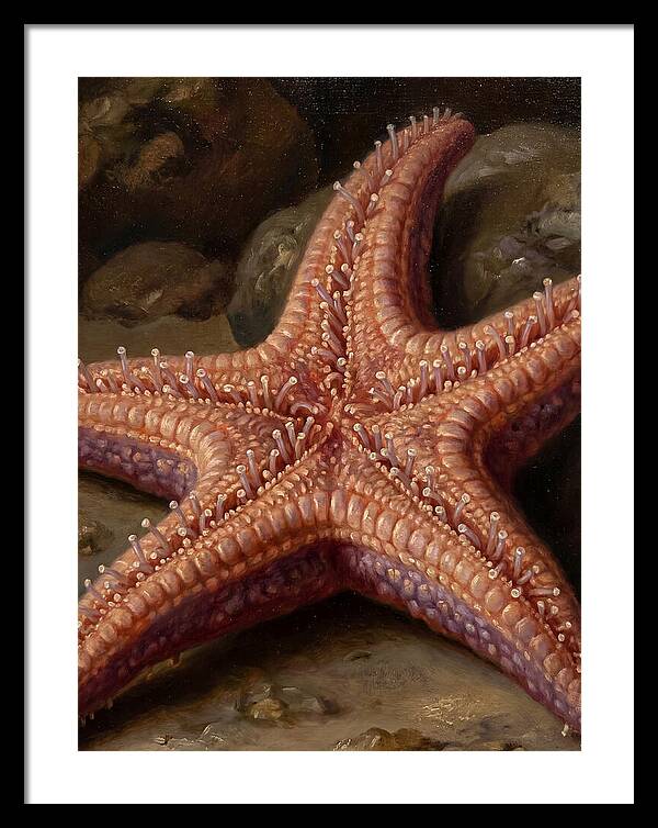 Sea Star Realism