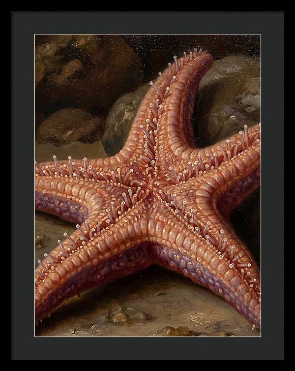 Sea Star Realism