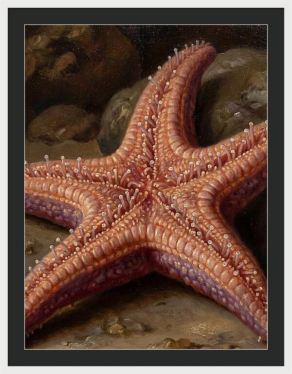 Sea Star Realism