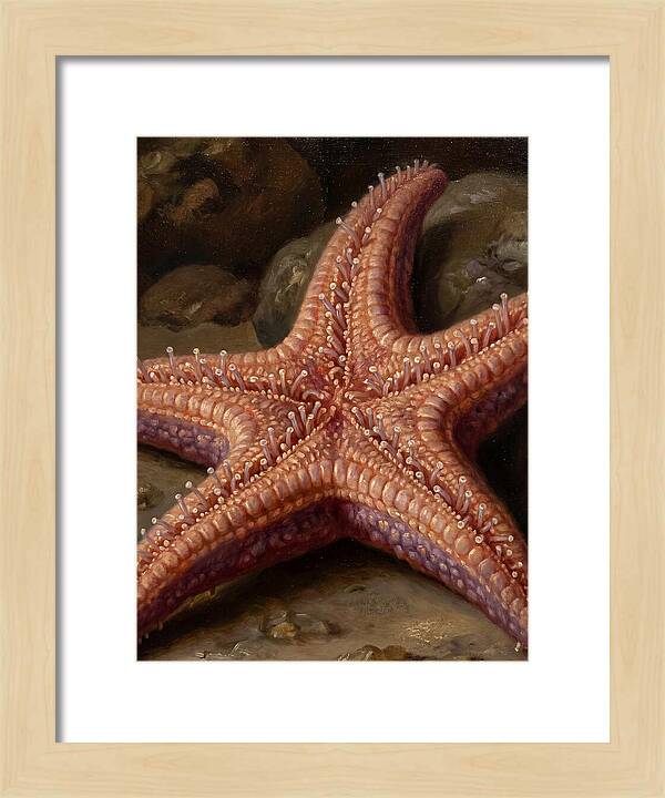 Sea Star Realism