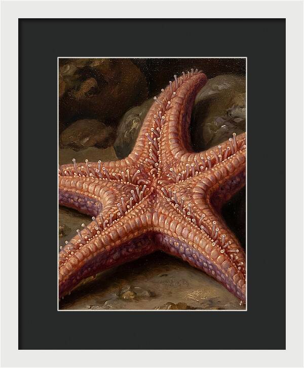 Sea Star Realism