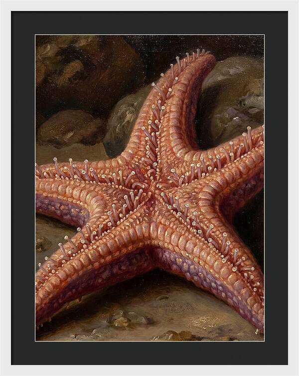 Sea Star Realism
