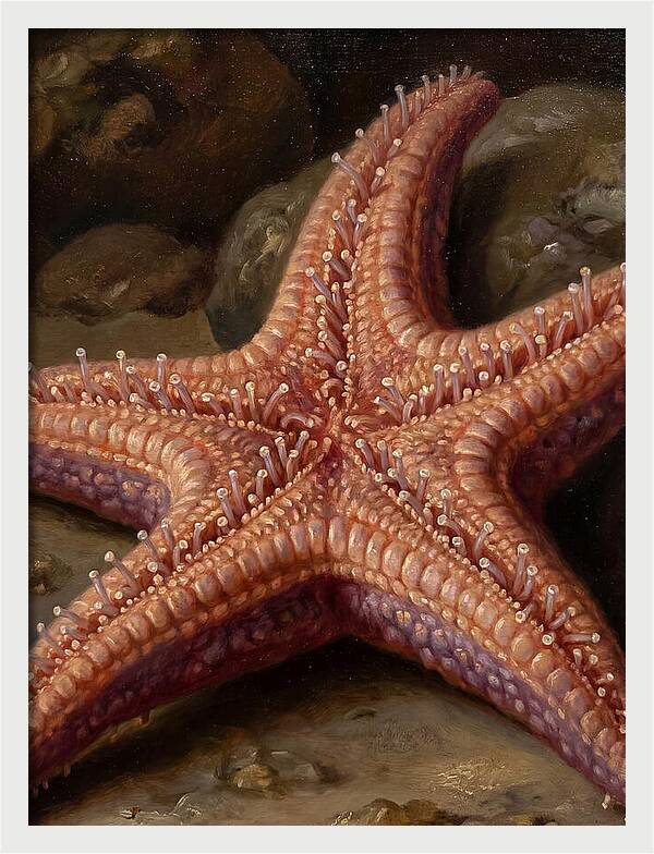 Sea Star Realism