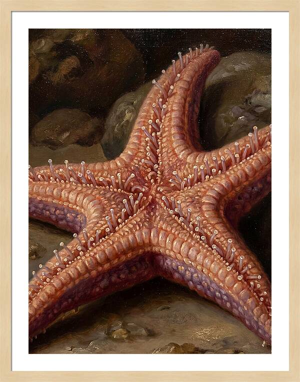 Sea Star Realism