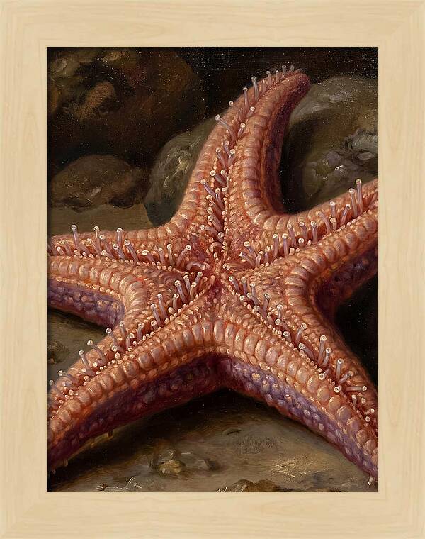 Sea Star Realism