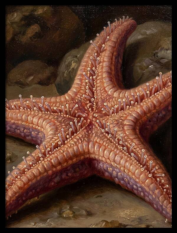 Sea Star Realism