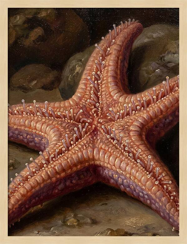 Sea Star Realism