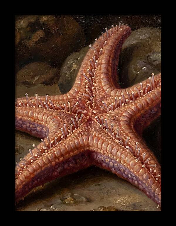 Sea Star Realism
