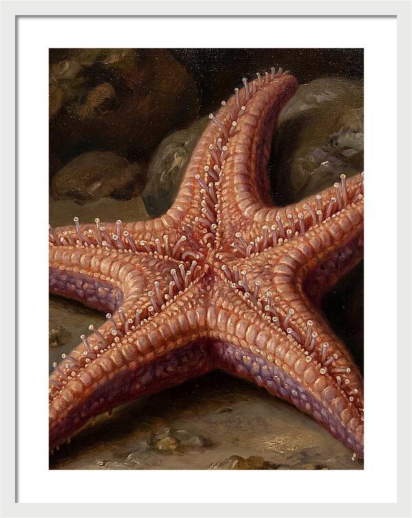 Sea Star Realism