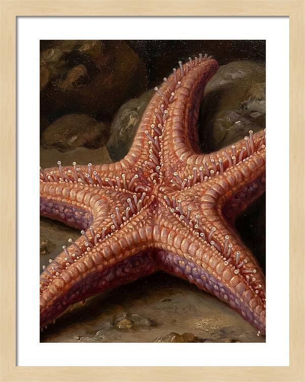 Sea Star Realism