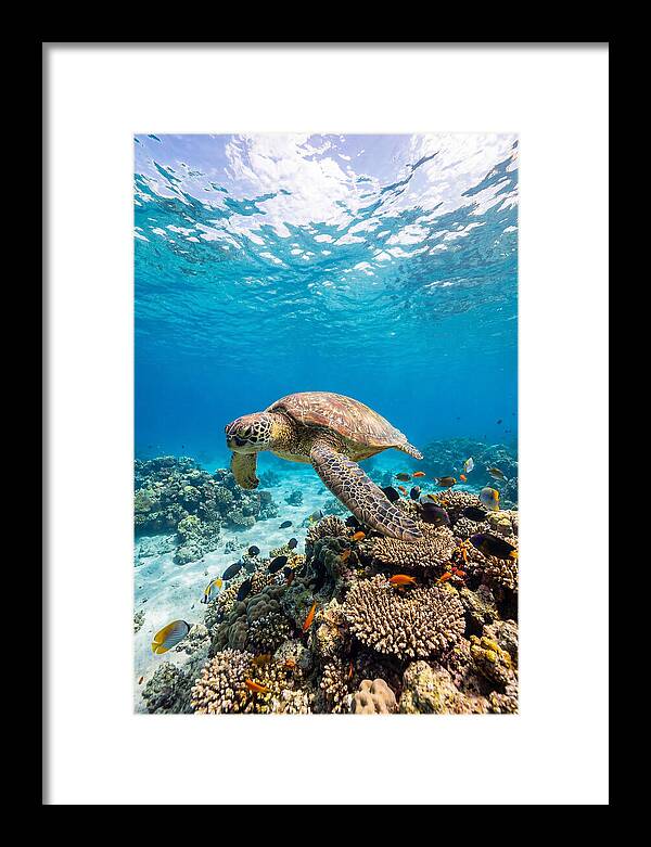 Sea Turtle Swimming Gracefully