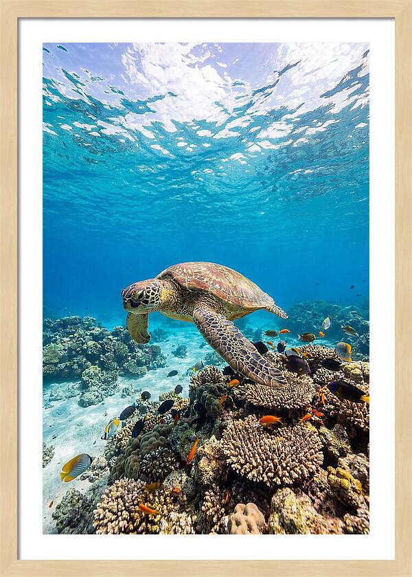 Sea Turtle Swimming Gracefully