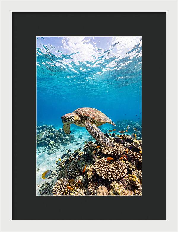 Sea Turtle Swimming Gracefully