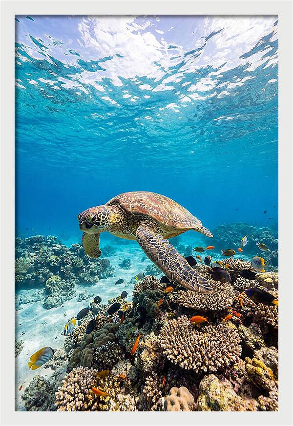 Sea Turtle Swimming Gracefully