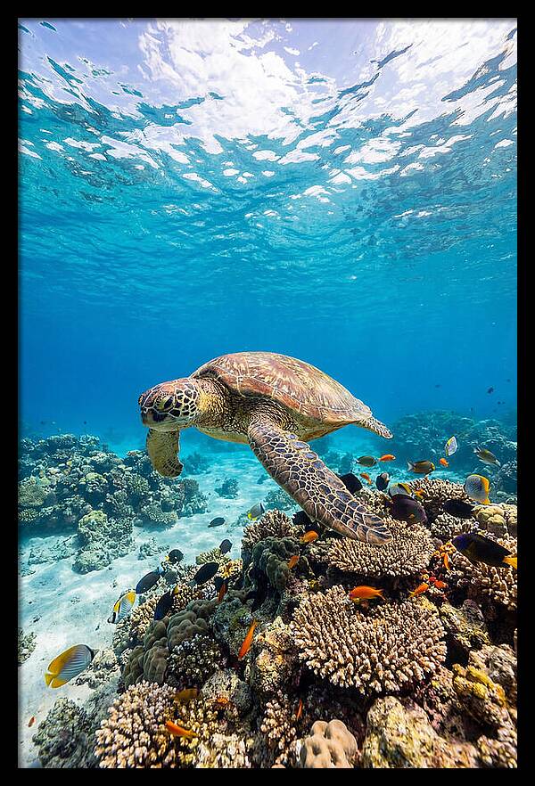 Sea Turtle Swimming Gracefully