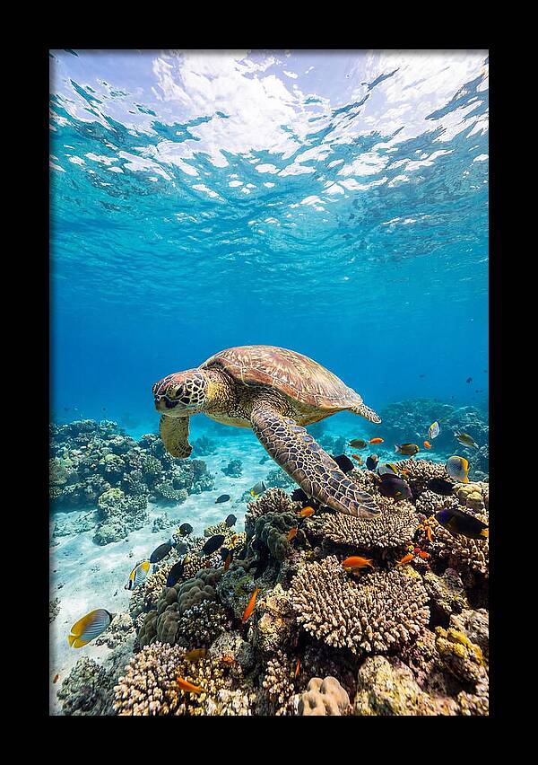 Sea Turtle Swimming Gracefully