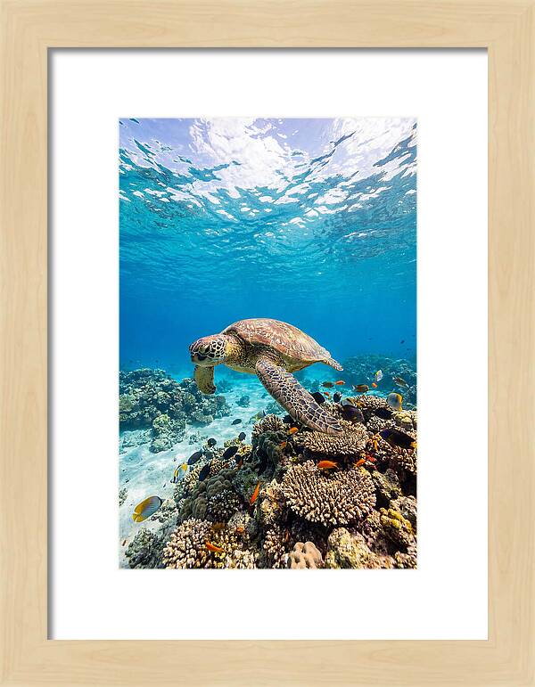 Sea Turtle Swimming Gracefully