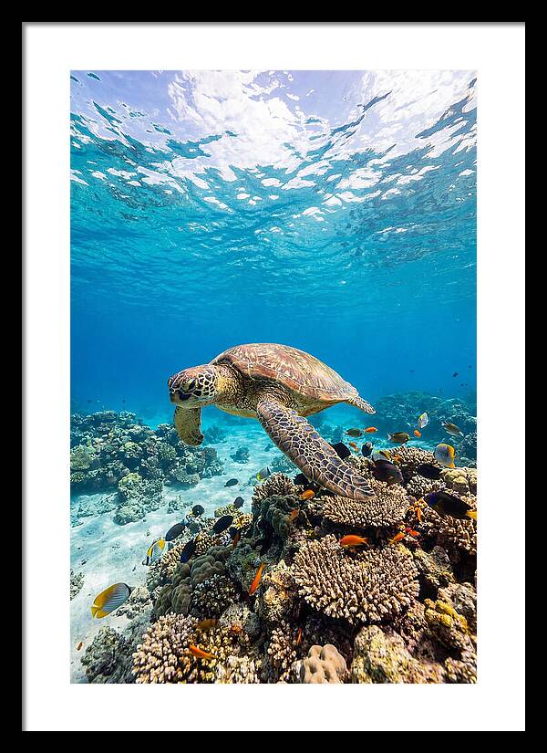 Sea Turtle Swimming Gracefully