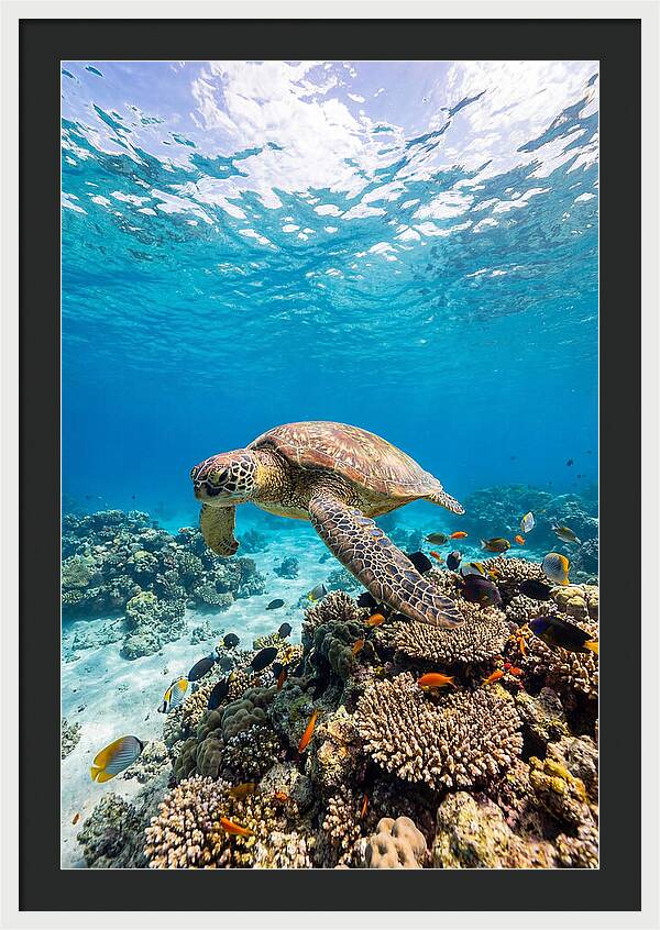 Sea Turtle Swimming Gracefully