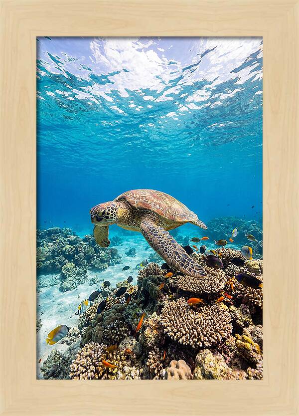 Sea Turtle Swimming Gracefully