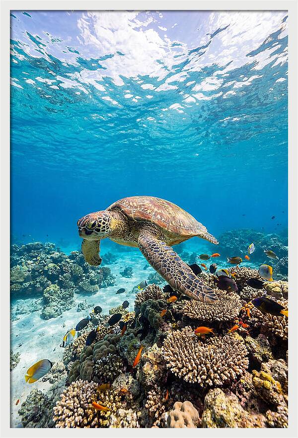 Sea Turtle Swimming Gracefully