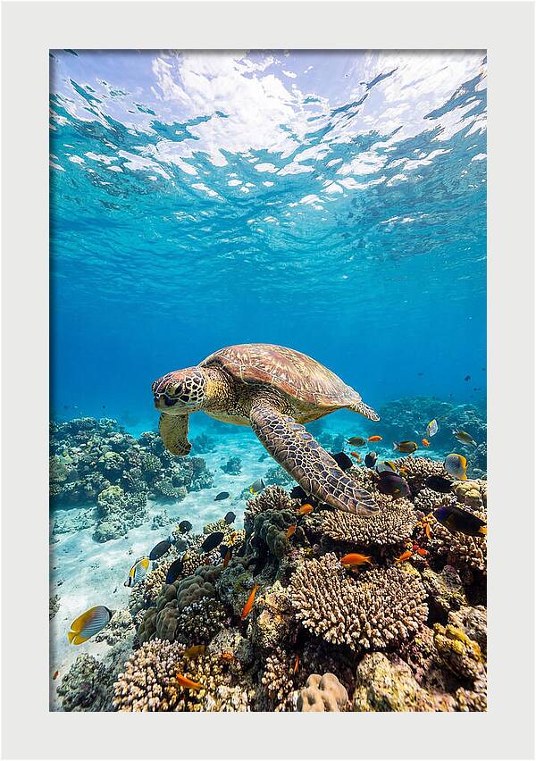 Sea Turtle Swimming Gracefully