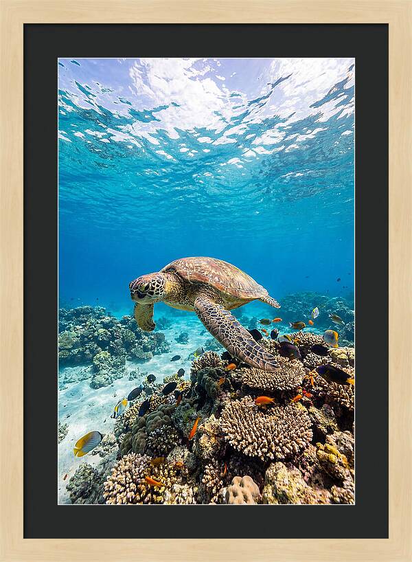 Sea Turtle Swimming Gracefully