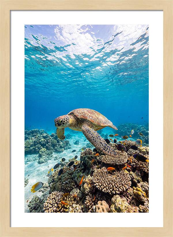 Sea Turtle Swimming Gracefully